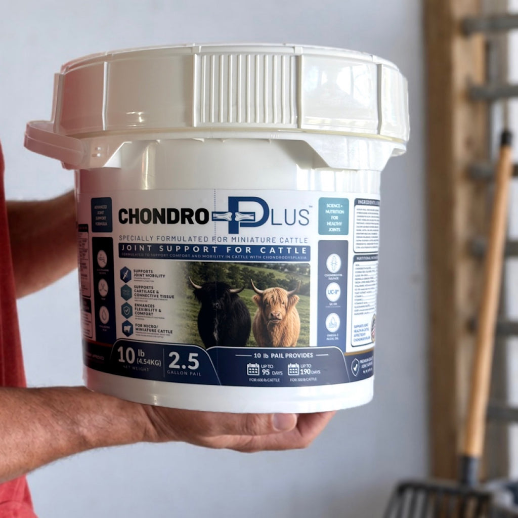 10 lb Chondro Plus pail of joint support supplement for miniature cattle held by farmer