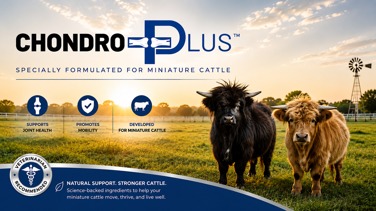 Chondro Plus joint support supplement for miniature cattle with two miniature Scottish Highland cattle standing in a pasture at sunrise. 